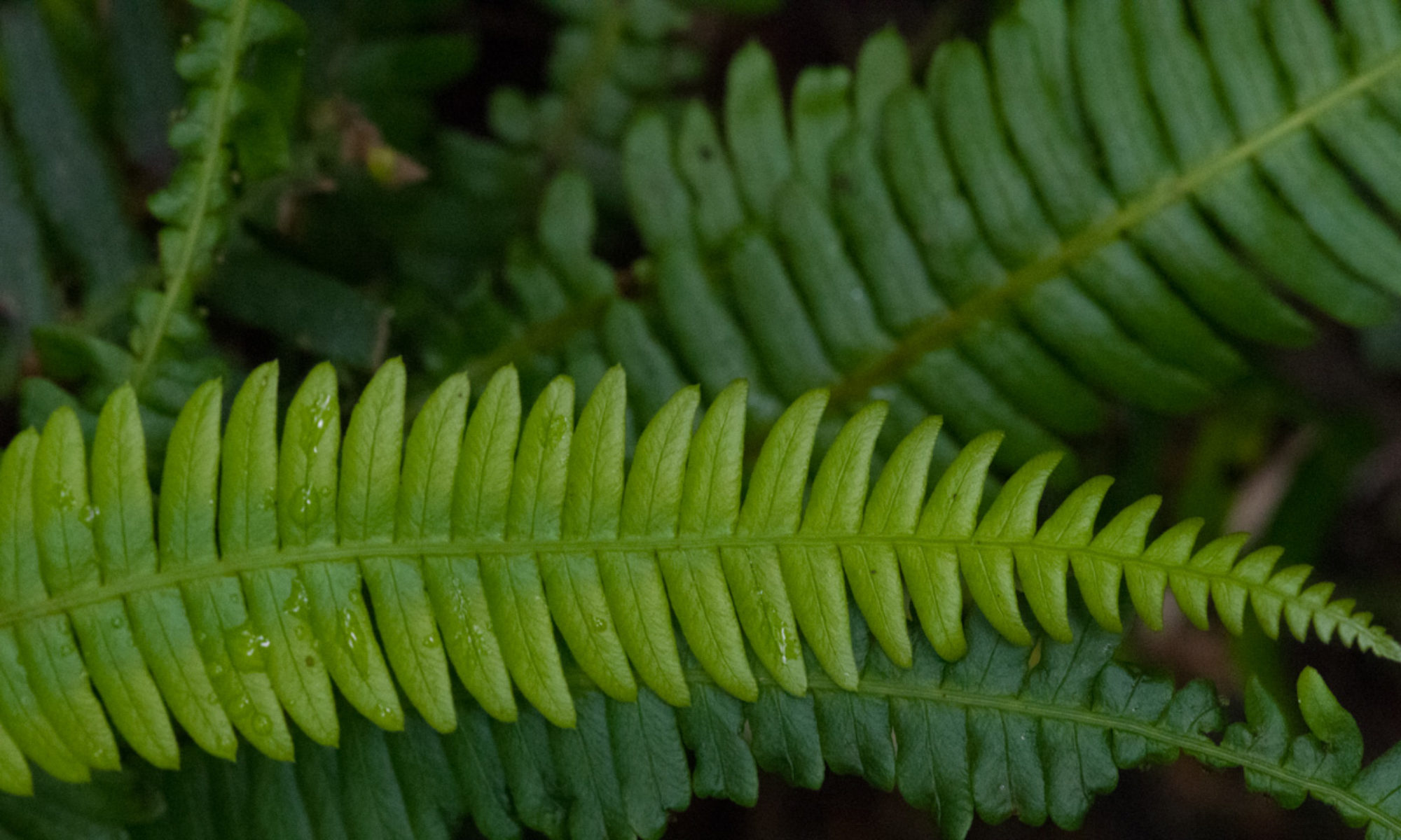 Native Plant Study Group Victoria BC