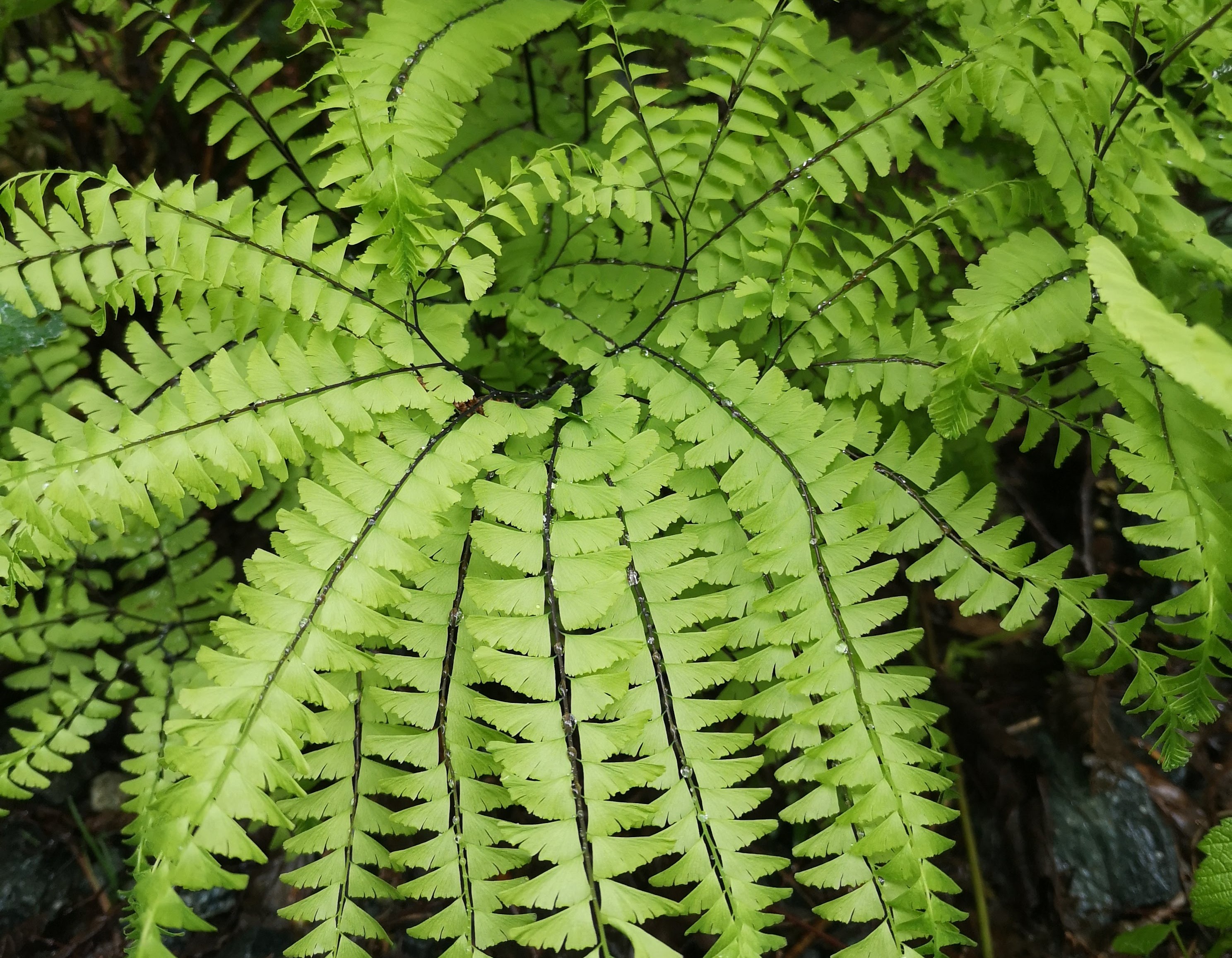 Native Plant Study Group – Victoria, BC