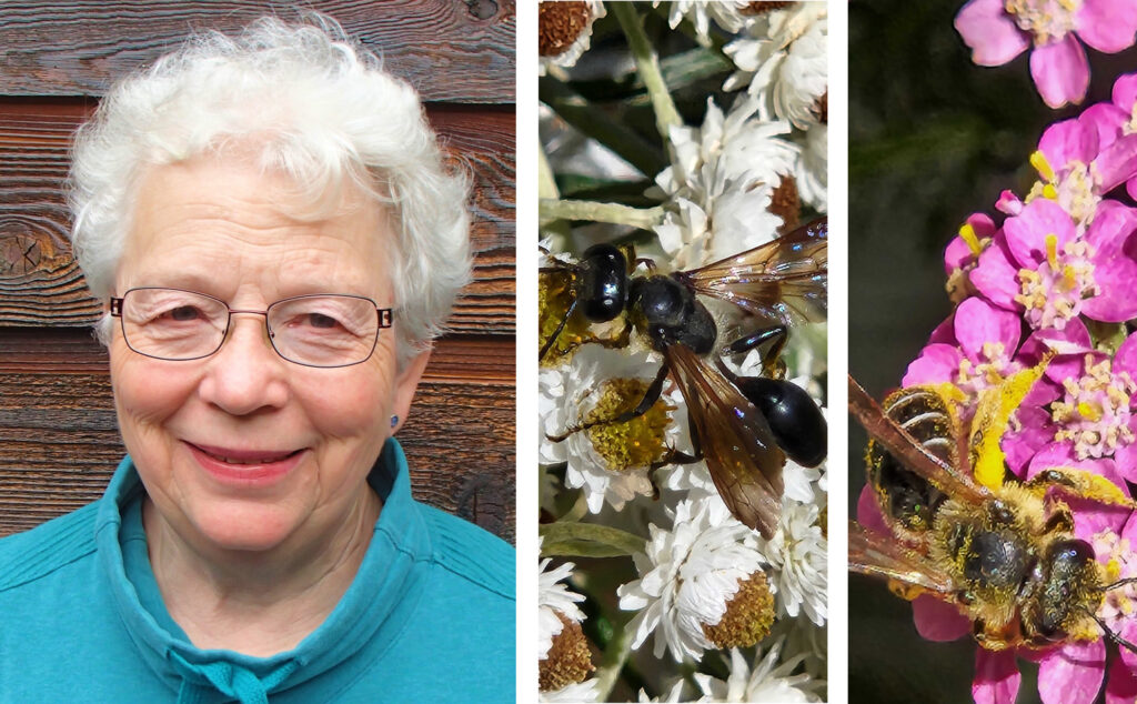 Photo of Linda on left with two photos of pollinators on flowers to the right.